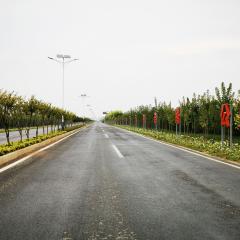 国有三门峡陕州区S245西张村段道路沿线绿化一标段